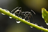 Ant (Crematogaster sp) on branch with water droplets, Malaysia