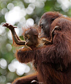 Orangutan (Pongo pygmaeus) mother holding infant, Malaysia