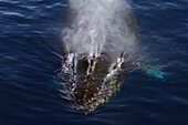 Humpback Whale (Megaptera novaeangliae) spouting, Antarctic Peninsula, Antarctica