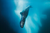 Leopard Seal (Hydrurga leptonyx), Antarctic Peninsula, Antarctica