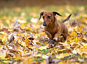 Miniature Smooth Dachshund (Canis familiaris) running through autumn leaves