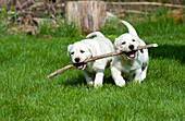 Yellow Labrador Retriever (Canis familiaris) puppies playing with stick