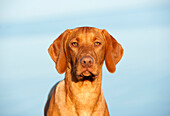 Vizsla (Canis familiaris) puppy