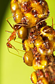 Yellow Crazy Ant (Anoplolepis gracilipes) guarding Scale Insects (Tachardina aurantiaca), Christmas Island National Park, Christmas Island, Australia