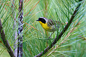 Common Yellowthroat (Geothlypis trichas) male in breeding plumage, Canada