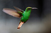 Coppery-headed Emerald (Elvira cupreiceps) hummingbird hovering, Costa Rica