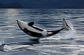 Orca (Orcinus orca) calf breaching, Prince William Sound, Alaska