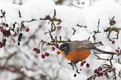American Robin (Turdus migratorius) feeding on berries in winter, Troy, Montana