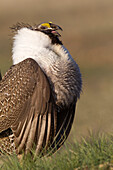 Sage Grouse (Centrocercus urophasianus) male displaying, UL Bend National Wildlife Refuge, north-central Montana, Sequence 1 of 4