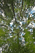 White Pine (Pinus strobus) forest, Canada