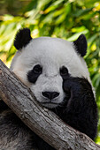 Giant Panda (Ailuropoda melanoleuca), native to China