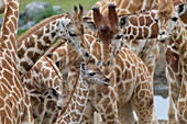 Giraffe (Giraffa camelopardalis) mother and sub-adult nuzzling calf, native to Africa