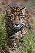 Jaguar (Panthera onca) walking through grass, native to Central and South America