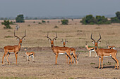 Impala (Aepyceros melampus) males and Thomson's Gazelle (Eudorcas thomsonii) group, Ol Pejeta Conservancy, Kenya