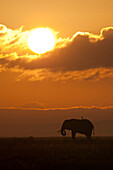 African Elephant (Loxodonta africana) at sunset, Amboseli National Park, Kenya