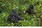 Mountain Gorilla (Gorilla gorilla beringei) family, Parc National des Volcans, Rwanda