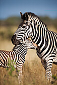 Burchell's Zebra (Equus burchellii) mother and foal, Kruger National Park, South Africa