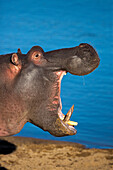 Hippopotamus (Hippopotamus amphibius) displaying, Kruger National Park, South Africa