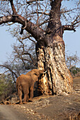 African Elephant (Loxodonta africana) feeding on Baobab (Adansonia digitata) tree bark, Pafuri Camp, Kruger National Park, South Africa