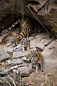 Bengal Tiger (Panthera tigris tigris) mother and four week old cubs at den, Bandhavgarh National Park, India