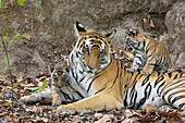 Bengal Tiger (Panthera tigris tigris) mother and eight week old cubs at den, Bandhavgarh National Park, India