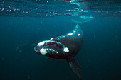 Southern Right Whale (Eubalaena australis), Valdes Peninsula, Argentina