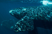 Southern Right Whale (Eubalaena australis) calf near surface, Valdes Peninsula, Argentina