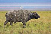 Cape Buffalo (Syncerus caffer) walking with a Cattle Egret (Bubulcus ibis) on its back, Lake Nakuru National Park, Kenya