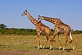 Masai Giraffe (Giraffa camelopardalis tippelskirchi) males fighting, Serengeti National Park, Tanzania