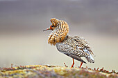 Ruff (Philomachus pugnax) male in breeding plumage at lek, Varanger Peninsula, Norway