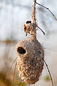 Eurasian Penduline-Tit (Remiz pendulinus) male building its nest, Biebrza National Park, Poland