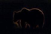 Grizzly Bear (Ursus arctos horribilis) male at sunrise, Lake Clark National Park, Alaska