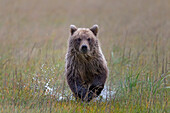 Grizzly Bear (Ursus arctos horribilis) cub running through shallow water, Lake Clark National Park, Alaska