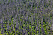 Norway Spruce (Picea abies) trees that have died after being afflicted by bark beetle, Bayrischer Wald National Park, Germany