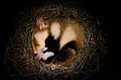 Common Hamster (Cricetus cricetus) hibernating underground in nest, Germany