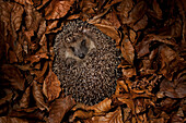 Brown-breasted Hedgehog (Erinaceus europaeus) hibernating in leaves, Germany