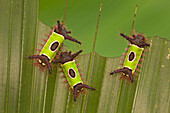 Saddleback Moth (Sibine horrida) caterpillars with poisonous spines, Costa Rica