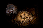 Brown-breasted Hedgehog (Erinaceus europaeus) hibernating inside hollow fallen tree, Germany