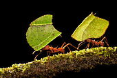 Leafcutter Ant (Atta sp) pair carrying sections of leaves, to be used for cultivating nutritious fungi, Costa Rica
