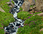 Porphyry Creek near Silverton, Colorado