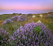 Lupine (Lupinus sp) flowers at coast with moon, Westport-Union Landing State Beach, California