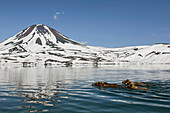 Brown Bear (Ursus arctos) mother and cubs swimming towards coast, Kamchatka, Russia