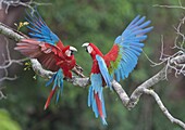 Red and Green Macaw (Ara chloroptera) pair fighting, Buraco das Araras, Mato Grosso do Sul, Pantanal, Brazil