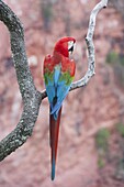 Red and Green Macaw (Ara chloroptera), Buraco das Araras, Mato Grosso do Sul, Pantanal, Brazil