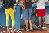 Galapagos Sea Lion (Zalophus wollebaeki) begging at fish market, Puerto Ayora, Santa Cruz Island, Galapagos Islands, Ecuador