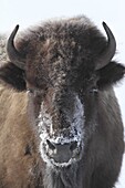American Bison (Bison bison) female, Yellowstone National Park, Wyoming