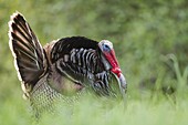 Wild Turkey (Meleagris gallopavo) male displaying, Tilden Regional Park, Berkeley, San Francisco Bay, California