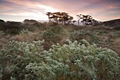 Yellow Bush Lupine (Lupinus arboreus) and Monterey Cypress (Cupressus macrocarpa) trees in northern coastal scrubland, Point Reyes National Seashore, California