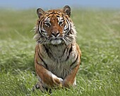 Siberian Tiger (Panthera tigris altaica) running, native to Russia
