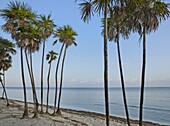Palm trees on beach, Palmetto Bay, Roatan Island, Honduras